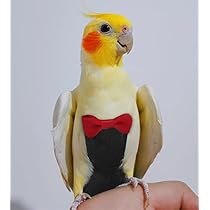 Pannolini Per Uccelli 2 Pezzi Taglia M - Vestiti Impermeabili Per Pappagalli E Calopsite