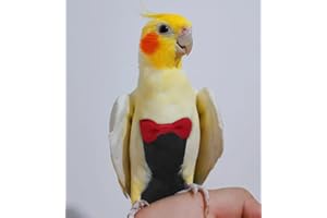 Kuso Pappagallo Pannolino Riutilizzabile Lavabile Pannolini Vestito Vestito Kimono Vestiti per Uccelli Budgie Parrocchetto Cockatiel Conure Cacatua Africano Ara (Piccolo, Nero)