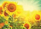 bild sonnenblumenblatt Fineartprint Sonnenblumen-feld