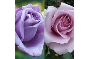 CARBETH PLANTS 1 x Rare Rose 'Blue Moon' Bare Root Rose Plant - Hybrid Tea Blue/Lilac Highly Scented
