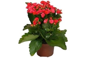 NATURGARDEN Kalanchoe Planta Natural Con Flor Colores Surtidos - Planta Decorativa y Ornamental
