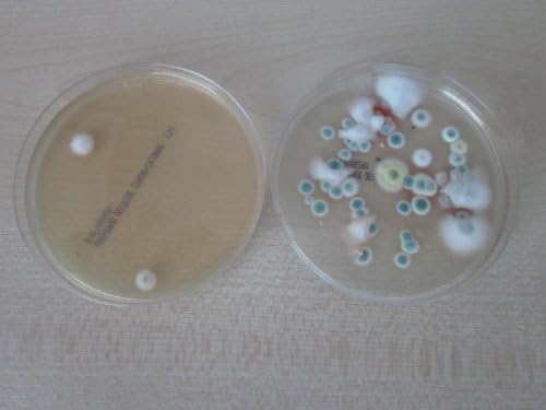 MouldCheck - Test kit to test for Mould in Air at home