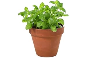 Albahaca con Maceta de Cerámica DECOALIVE Planta Natural para Cocinar