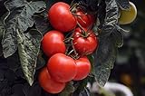 GEOPONICS Tomato'Jupiter' - for culttion under- premium variyfor ever