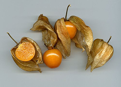 Andenbeere (Kapstachelbeere)(Physalis peruviana) 30 Samen