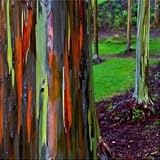  Eucalipto del arco iris semillas del árbol de la goma (Eucalyptus deglupta) 100 + Semillas