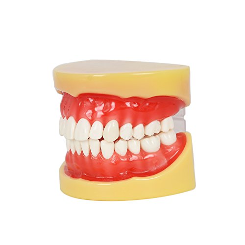 Etelux A11 Dental Teach Studie Erwachsene Standard 28 pcs Demonstration Zähne Modell Flesh Pulver