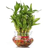 Indoor Plants Buy Indoor Plants Online At Best Prices In India - zaavic 2 layer lucky bamboo plant with big round glass bowl and colored jelly balls