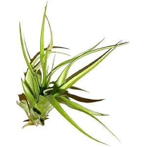 1 Tillandsia hondurensis, Tillandsien für Terrarien, Aufsitzerpflanzen