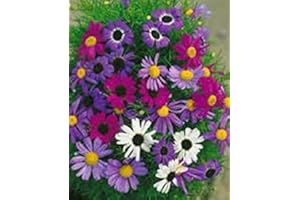GEOPONICS 50+ Brachycome SPLENDEUR MIX GRAINES DE FLEURS/ANNUEL