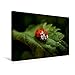 Produktbild Premium Textil-Leinwand 45 x 30 cm Quer-Format Marienkäfer auf Brennessel | Wandbild, HD-Bild auf Keilrahmen, Fertigbild auf hochwertigem Vlies. Heike Hultsch: Glückskäfer (CALVENDO Tiere)