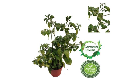 Baumchili, chili, Baumchili kaufen, Baumchili im 12cm Topf