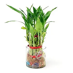 Ferns N Petals 2 Layer Lucky Bamboo Plant Live Indoor Transparent Glass Pot 3 X 3 Inches