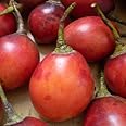 Plant World Seeds - Tamarillo Seeds (Tropical Fruit Seeds)