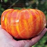 Tipo de producto: semillas AGROBITS 100 Promoción Grande Enorme Grande de la Herencia de Tomate Dulce Bonsai jardinería Plantas Las Plantas no GMO Bonsai Vegetal para jardín: Luz Amarilla