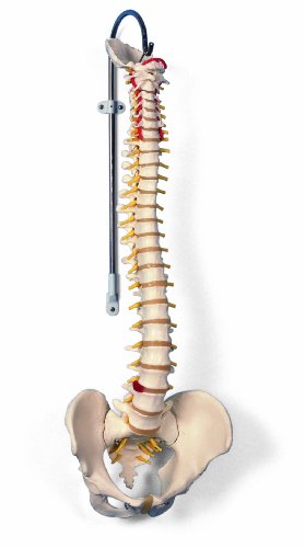 3B Scientific A58/1 Modelo de anatomía humana Columna Flexible, Versión Clásica