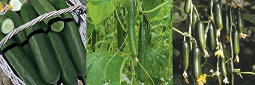Cucumber Plants Mix- Delta Star . Peinex / Mini Munch - 3 Plants in 9cm Pots