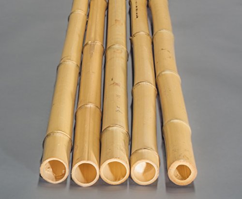 Bambusrohr Moso 100cm gelb Durch. 3,8 bis 5cm, gebleicht - Bambusrohre, Rohre aus Bambus, Bambus Rohre Bambusrohr --> großes Sortiment an Sichtschutz, Bambus, Schilf und Naturprodukte für Garten