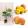 Green view "Original Japanese MIYAZAKI MANGO Grafted Hybrid (2-3 Feet) Healthy Live plant, Pack of 1 Healthy Plant VERIFIED QUALITY (Fruit After 2 Year) In Nursery Grow Bag" (SurjoDeem Mango)