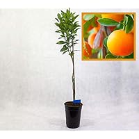 Frutales | Amazon.es