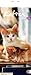 Whiskas Katzenleben 2011. Kalender: Mit Jahresübersicht 2010 by 