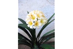 Virtue Veri bulbi di clivia, piante di clivia, bulbi di fiori bonsai, (non semi di clivia), fiori perenni in vaso Radice bulbosa - 20 pezzi 11