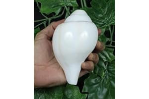 ASHIRWAD Blowing Shankh Vamavarti Dattatreya - Conch Shell - Puja Ritual - Plain Shankh - Shankhnaad (Shankh-26)