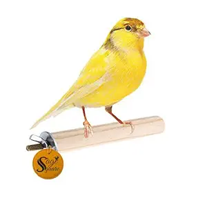 Sage Square Natural Habitat Wooden Bird Perch/Stand/Toy (4 Inches/10 Cm)