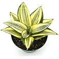 M.D.FARM AND NURSERY | Golden dwarf snake live plant with pot