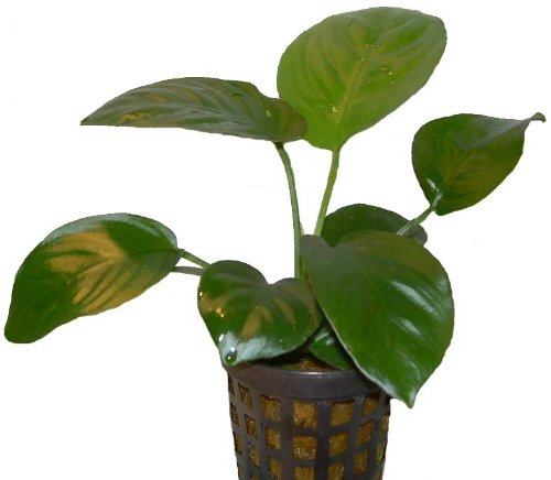 Aquariumpflanzen Anubia barteri var. barteri, Wasserpflanzen