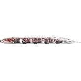 Fish Arrow Flash-J Shirasu SW 3" (5 adet/paket) #125 Clear red glitter/silver Olta
