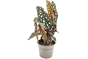 DECOALIVE Begonia Maculata Planta de Interior Natural Begonia Wightii Planta con Puntos en las Hojas