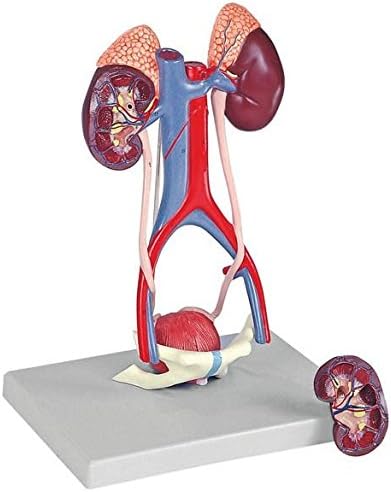 Urinary System, 5 parts