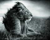 Image de A Shadow Falls: Schatten über der Wildnis