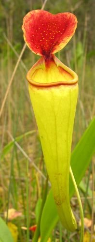 Nepenthes madagascariensis - Madagaskar Kannenpflanze - 10 Samen
