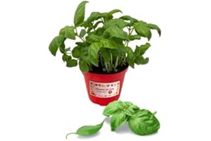 P. Piantine da Orto | Basilico Genovese, Pianta in Vaso Diametro 14 cm, Pianta Pronta per il Trapianto, Pianta Vera, Vivaio Italiano