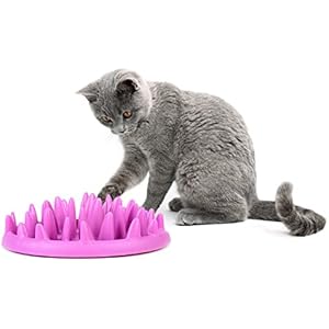 Catch Interaktive Futterstation