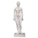 66fit Weibliches Akupunkturmodell - 48 cm - Druckpunkte und Meridiane by 