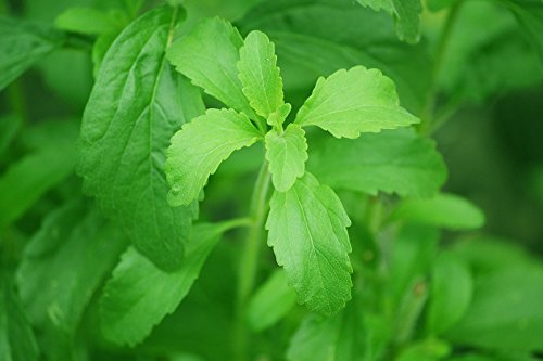 100 + Samen -Stevia Süßkraut- -Der Gesunde Ersatz für Süßstoff-