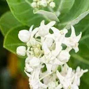 PMK E Store Safed Aak Live Plant, Calotropis Gigantea, White Madar