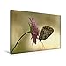 Produktbild Calvendo Premium Textil-Leinwand 45 cm x 30 cm Quer, Damenbrett (Melanargia galathea) | Wandbild, Bild auf Keilrahmen, Fertigbild auf Echter Leinwand, Leinwanddruck Tiere Tiere