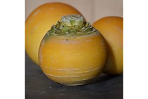 MES GRAINES POTAGÈRES Lote de 500 Semillas de Nabo de Hoja Entera - Imprescindible para el huerto - Fácil de cultivar para principiantes - 100% Natural - Calidad Gustativa - Garantía de Germinación - 100% Reproducible