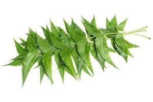 HoitoDeals Indian Fresh Organic Neem Leaves Nim Leaf Medical Use Acne & Skin Care