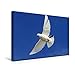 Produktbild Premium Textil-Leinwand 45 cm x 30 cm quer, Symbol des Friedens - eine weisse Taube im anmutigen Flug | Wandbild, Bild auf Keilrahmen, Fertigbild auf ... im Flug, Pazifikküste, USA (CALVENDO Tiere)