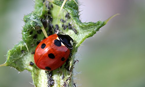TwinterS – 30 Marienkäfer-Larven zur Bekämpfung von Blattläusen - 2