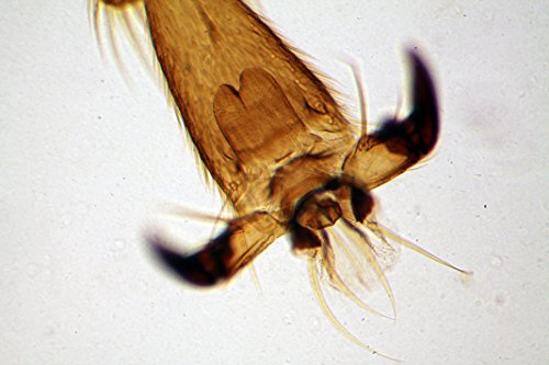 The Apex Researcher Microscope - Image 7