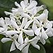 Produktbild Shop Meeko Trachelospermum jasminoides 15cm Topf Größe