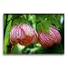 Produktbild Calvendo Premium Textil-Leinwand 75 cm x 50 cm quer, Abutilon, Schönmalve Lady Godivah | Wandbild, Bild auf Keilrahmen, Fertigbild auf echter Leinwand, Leinwanddruck Natur Natur
