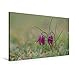 Produktbild Premium Textil-Leinwand 90 cm x 60 cm quer, Schachblume | Wandbild, Bild auf Keilrahmen, Fertigbild auf echter Leinwand, Leinwanddruck: Fritillaria meleagris (CALVENDO Natur)