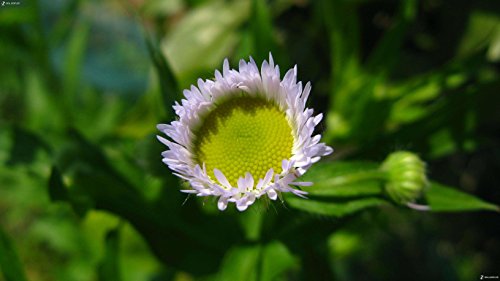 D   F mise au point automatique Macro Tube d extension de gros Plans pour Nikon D3100  D3200  D3300  D5100  D5300  D750  D800  D80  D90  D100 DSLR Camera